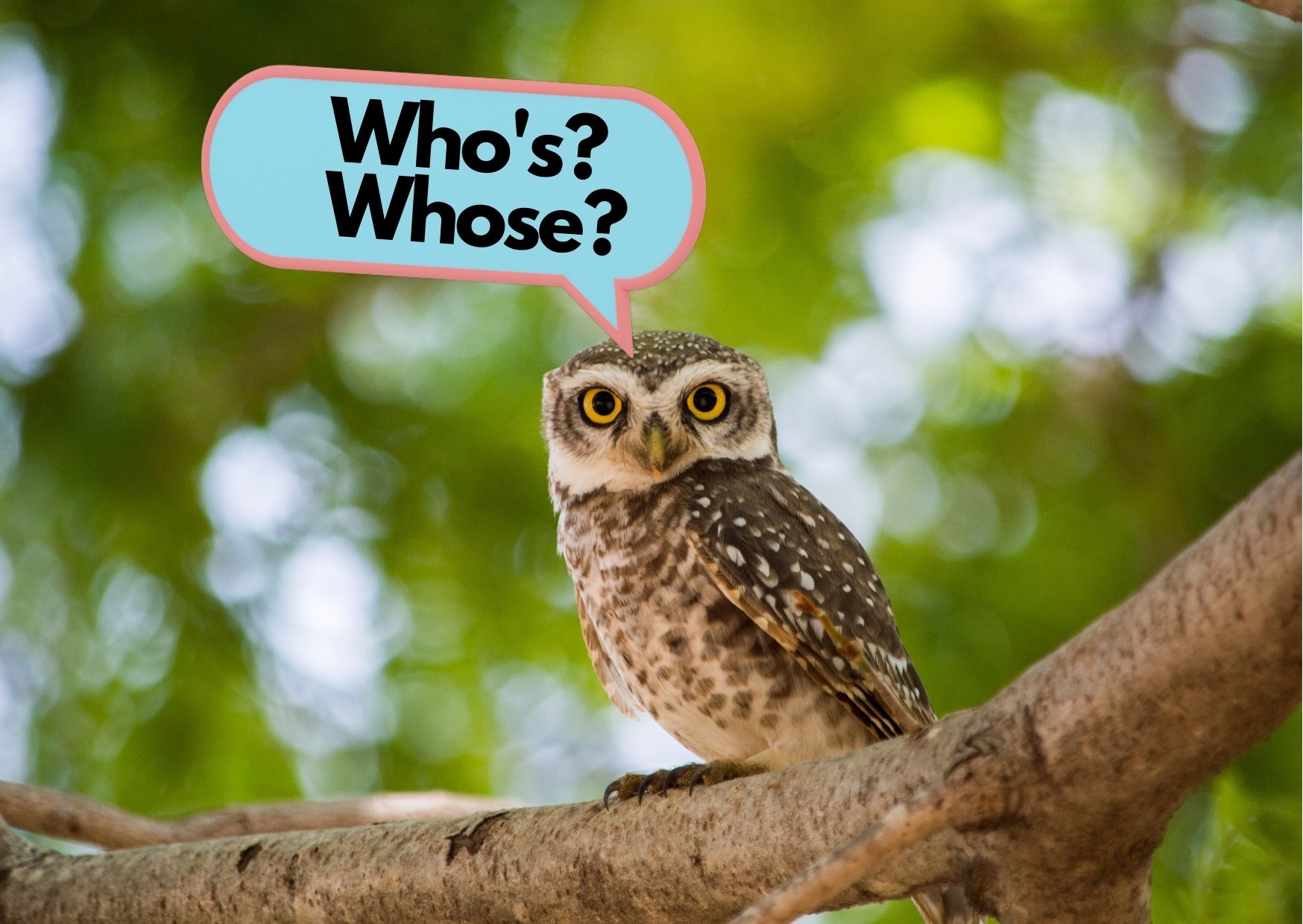 Owl with a speech bubble that says "Who's? Whose?"