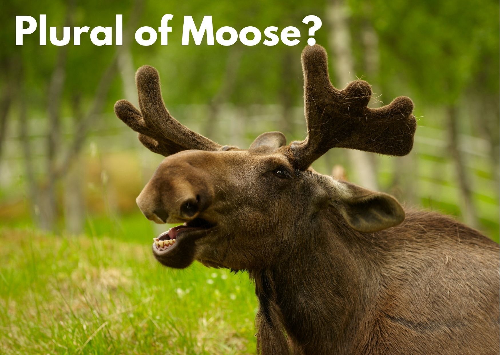 Picture of a Moose with the caption: "Plural of Moose"