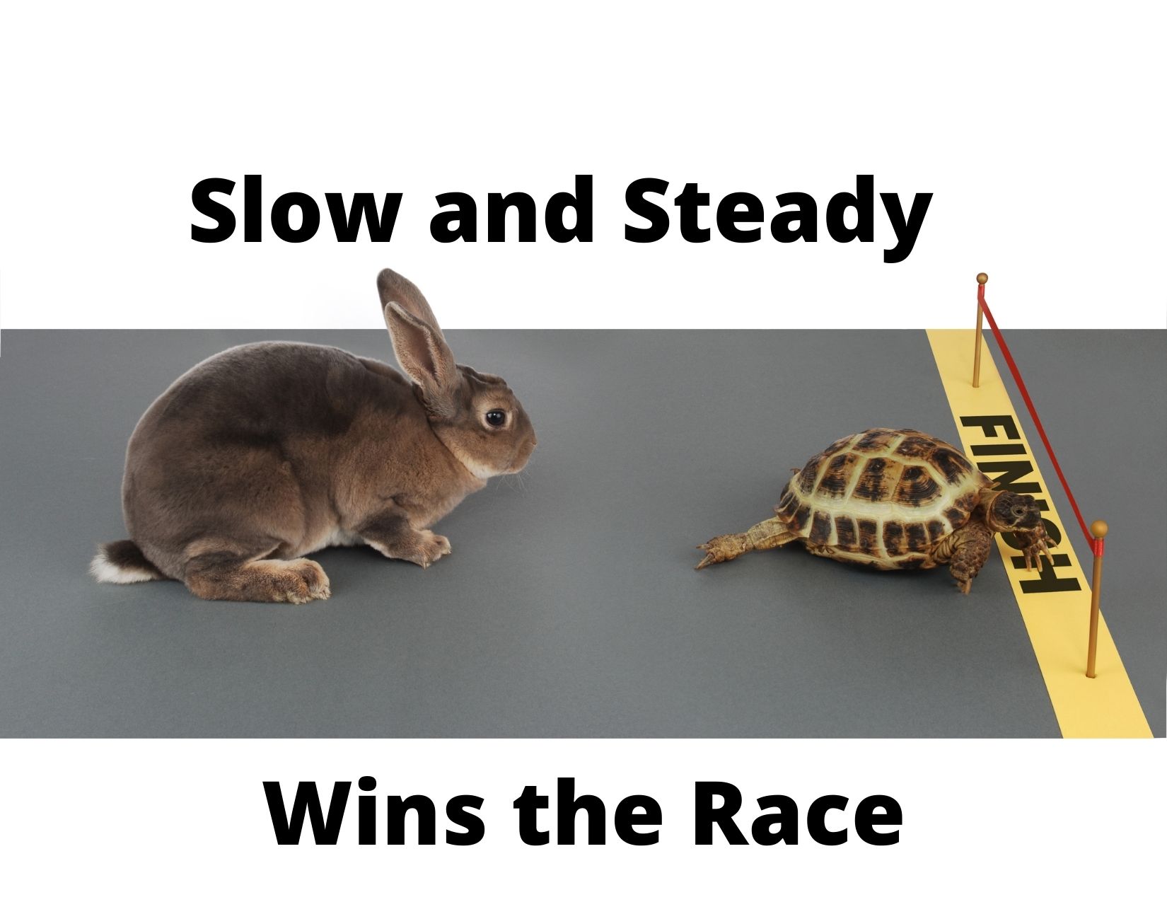 Picture of a hare and a turtle with the caption "slow and steady wins the race"