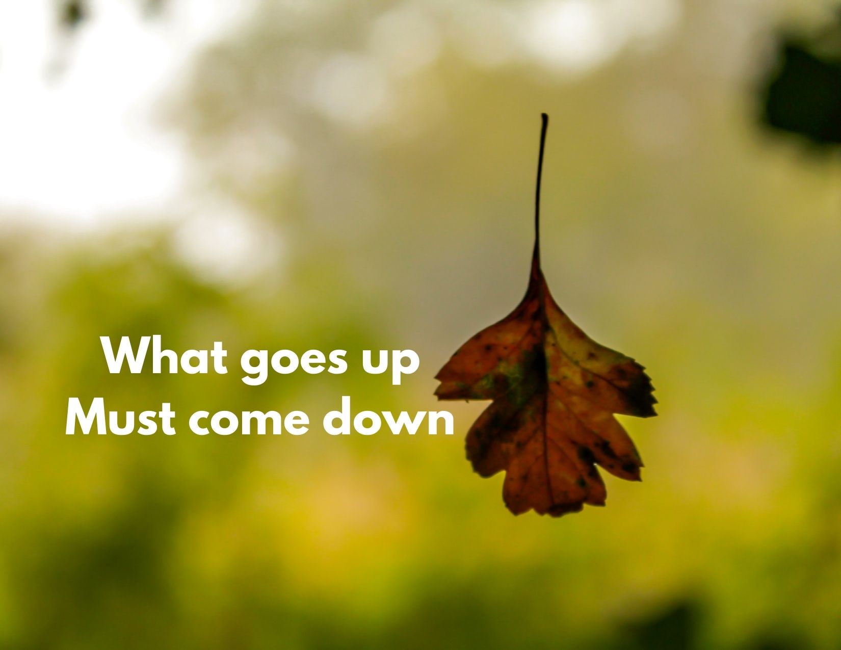 A picture of a leaf falling with the words what goes up must come down