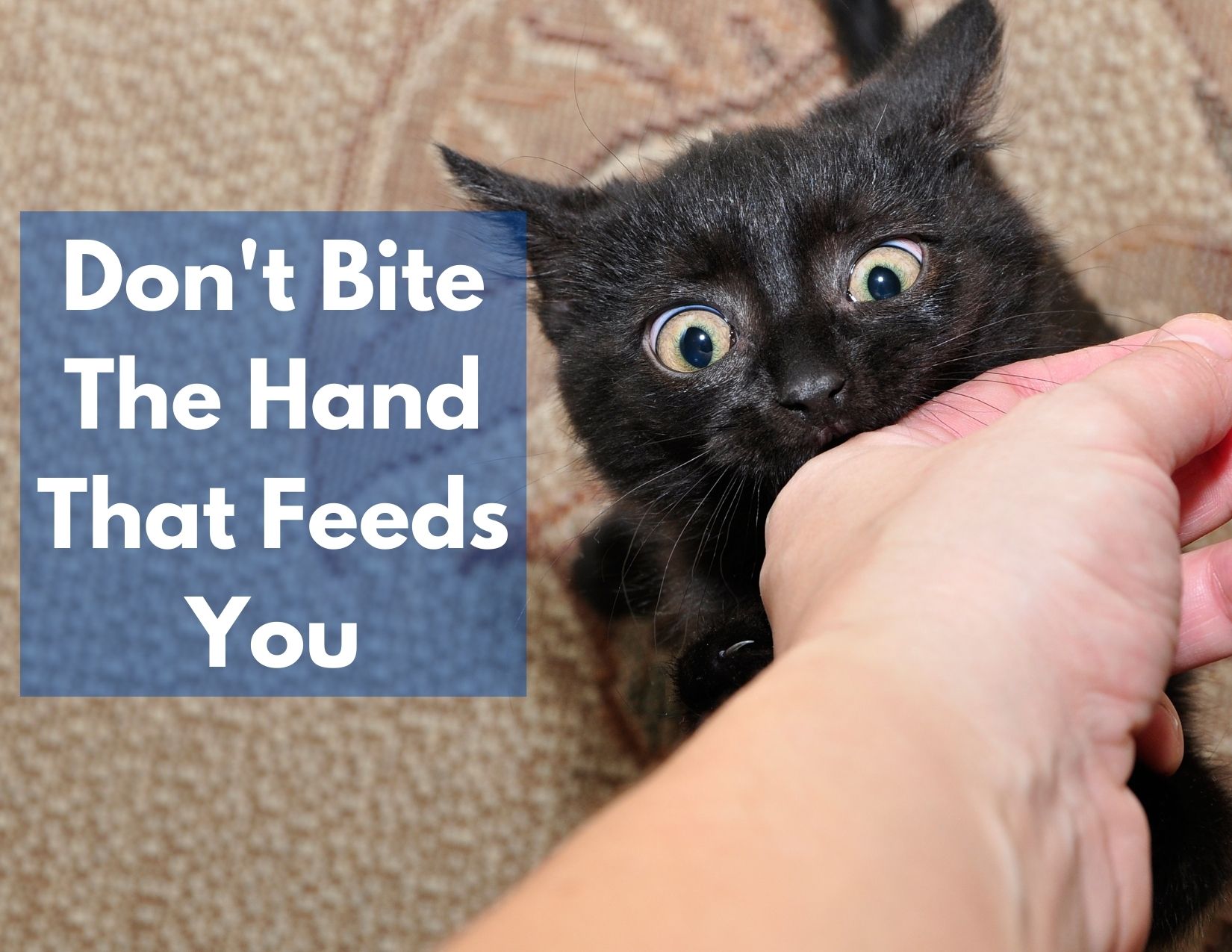 A picture of a cat biting a hand with the words "don't bite the hand that feeds you"