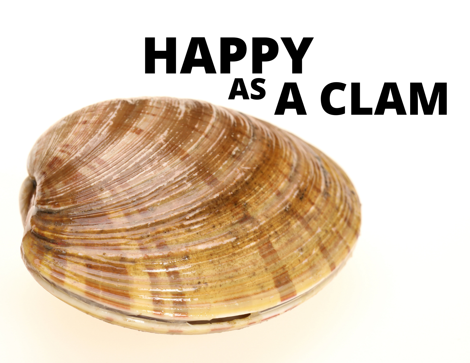 A picture of a clam with the words "Happy as a clam"