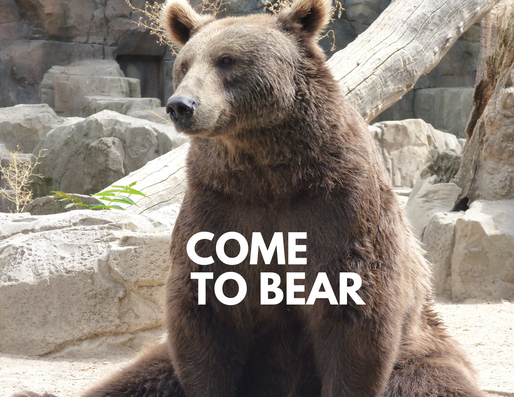 A sitting bear with the caption - come to bear
